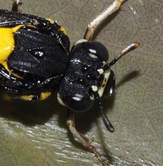 Pergagrapta bicolor