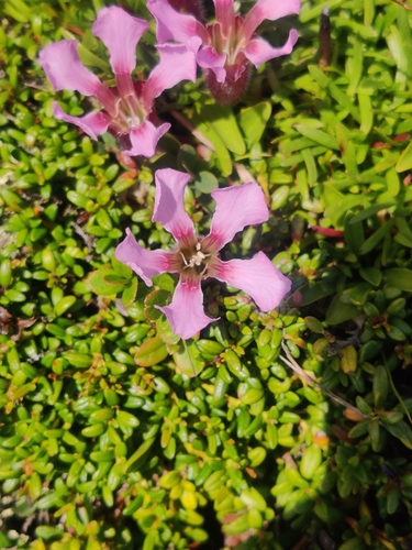 Image of Saponaria pumila by (c) Scheufler Stefan, some rights reserved (CC BY)