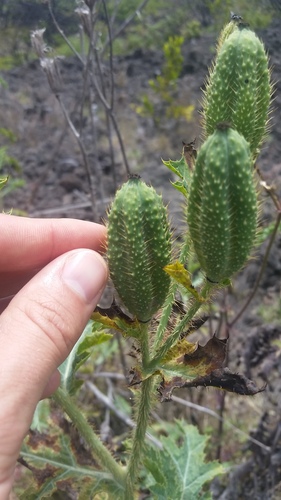 Argemone glauca