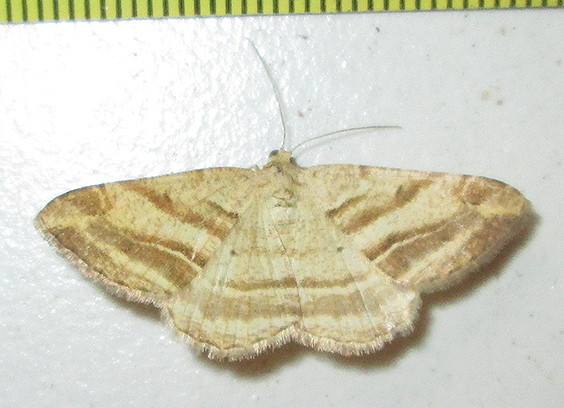 Forked Chiasmia