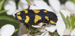 Castiarina octospilota