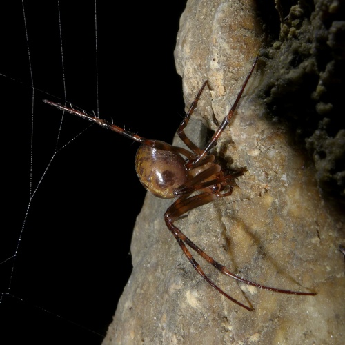 European cave spider