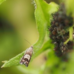 Grapholita compositella