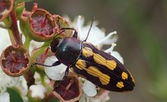 Castiarina xanthopilosa