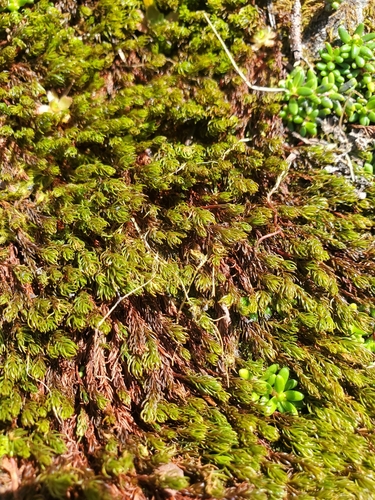 Northern Haircap Moss (Polytrichastrum sexangulare)