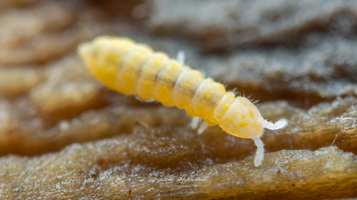 Protaphorura aurantiaca
