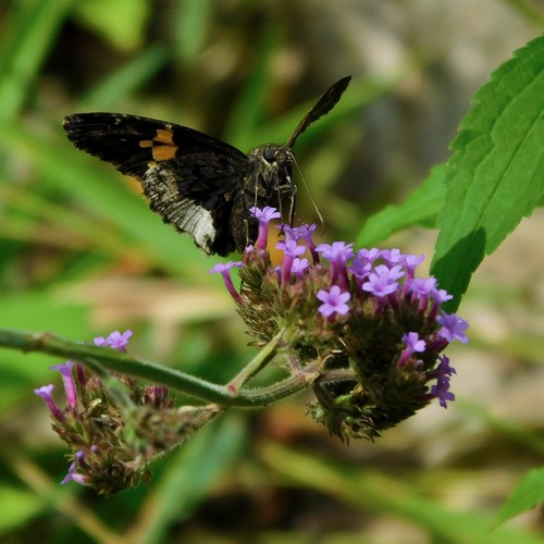 Hoary Edge photo 6