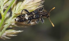 Scrobiger splendidus