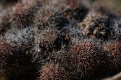 Cochemiea albicans, photograph (c) Bill Levine, some rights reserved (CC BY)