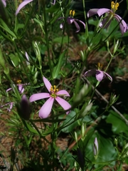 Sabatia brachiata