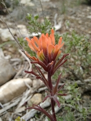 Castilleja chromosa