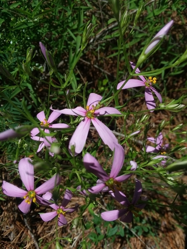 Image of Sabatia brachiata by (c) Will McFarland, some rights reserved (CC BY)