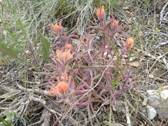 Castilleja chromosa