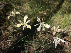 Iris bracteata