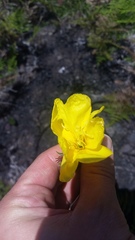 Oenothera stricta stricta