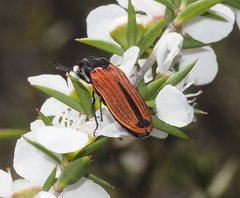 Castiarina erythroptera