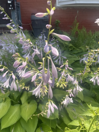 Hosta venusta iNat (1)
