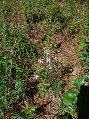 Sabatia brachiata