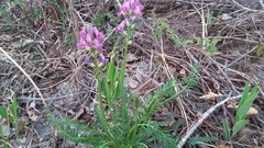 Oxytropis borealis