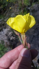 Oenothera stricta stricta