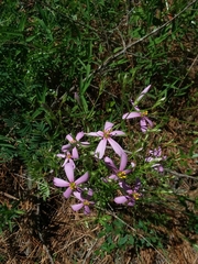 Sabatia brachiata