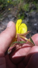 Oenothera stricta stricta