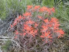 Castilleja chromosa