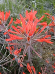 Castilleja chromosa