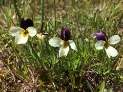 Viola hallii