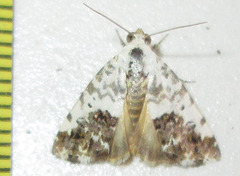 Acontia psaliphora