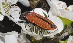 Castiarina erythroptera