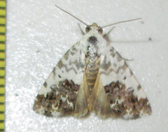 Acontia psaliphora