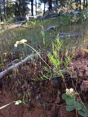 Lomatium cookii