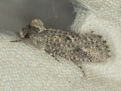 Acrolophus kearfotti