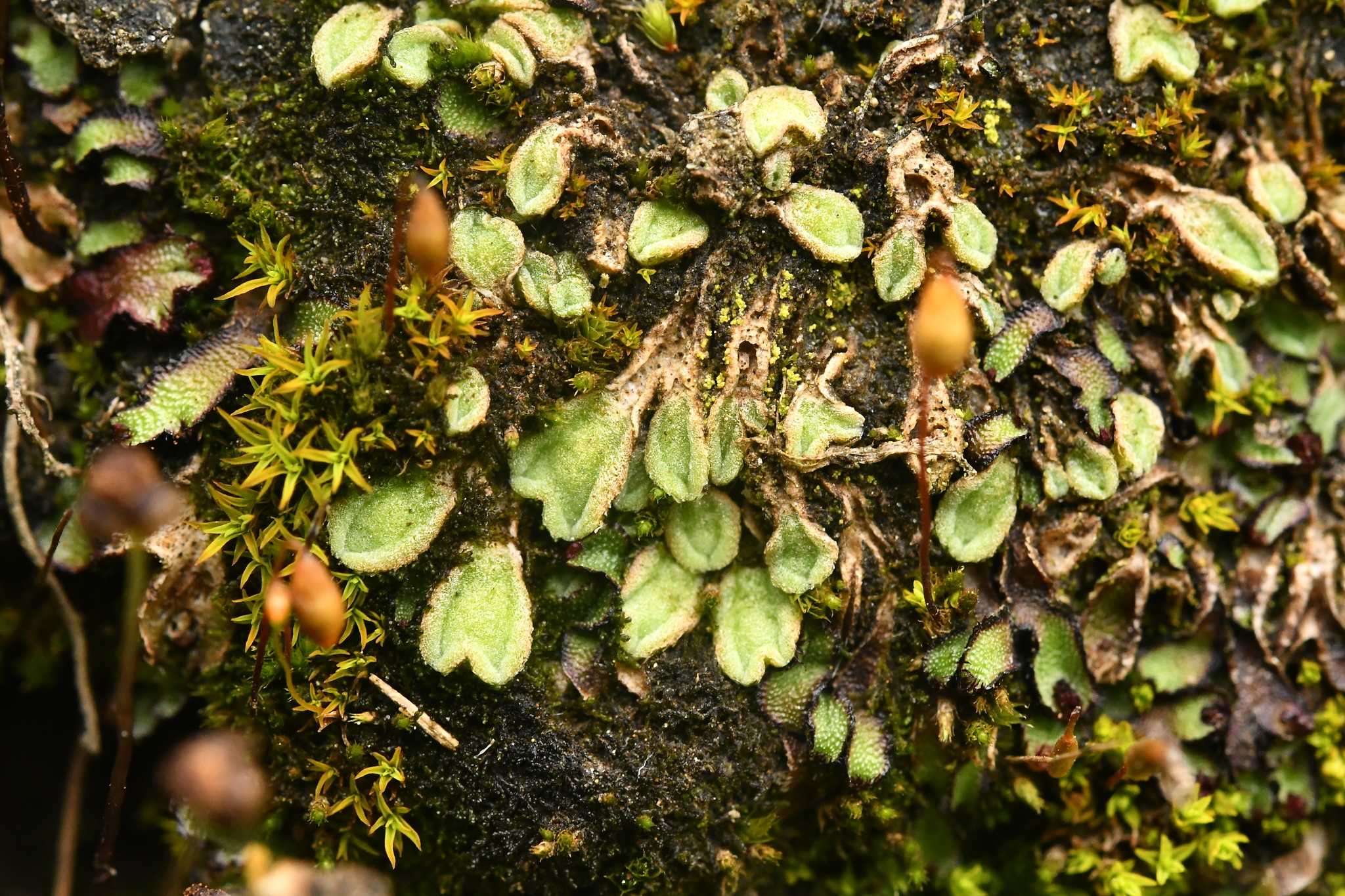 Riccia breidleri