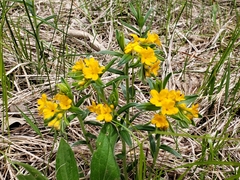 Lithospermum canescens
