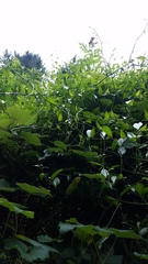 Bignonia capreolata
