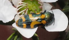 Castiarina flavopicta