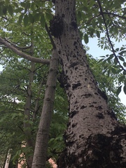 Bombax ceiba