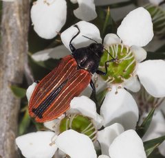 Castiarina erythroptera