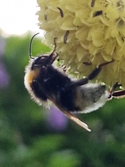 bee