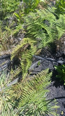 Pteridium aquilinum decompositum