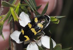 Castiarina imitator