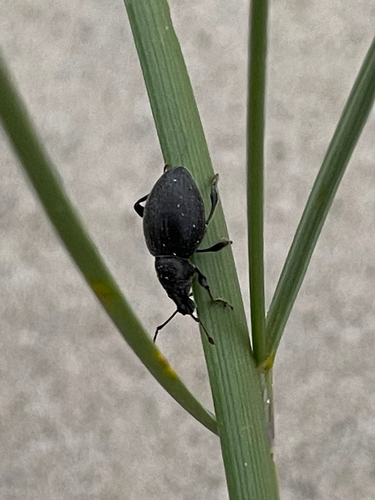 Black Marram Weevil, De Koog, photo 9 of 10