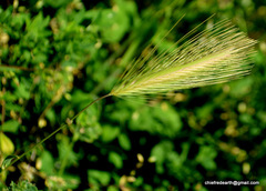 Poaceae