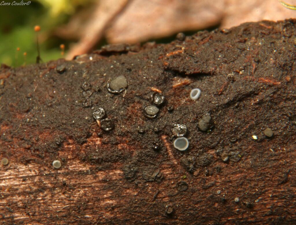 Mollisia catenospora