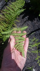 Pteridium aquilinum decompositum