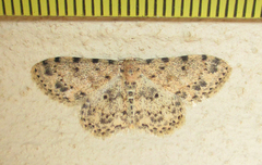 Scopula nigrinotata