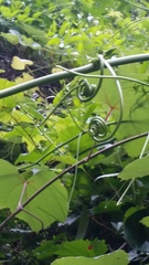 Bignonia capreolata