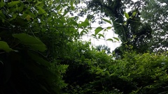 Bignonia capreolata